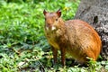 Central American agouti